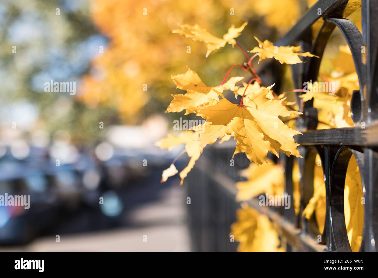 El otoño amarilleó arce cerca de la valla en una calle de la ciudad en el día soleado, enfoque suave, fondo borroso. Otoño dorado, follaje, concepto de temporada de otoño Foto de stock