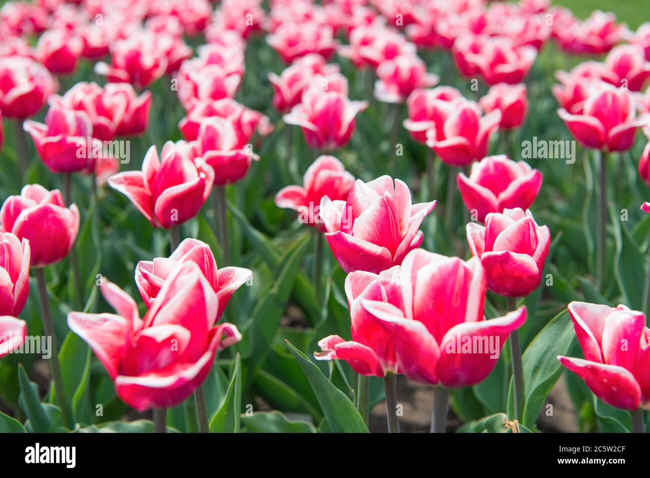 Flores de color rosa vibrante. Campo con tulipanes en holanda. Campo de  tulipanes con varios tipos y colores. Paisaje de naturaleza de turismo en  Europa. Flores frescas de primavera. Recoger el ramo