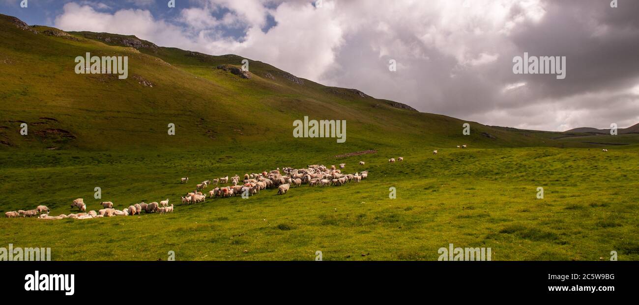 Las ovejas pastan en las colinas de Yorkshire Dales de Inglaterra arriba se establecen. Foto de stock