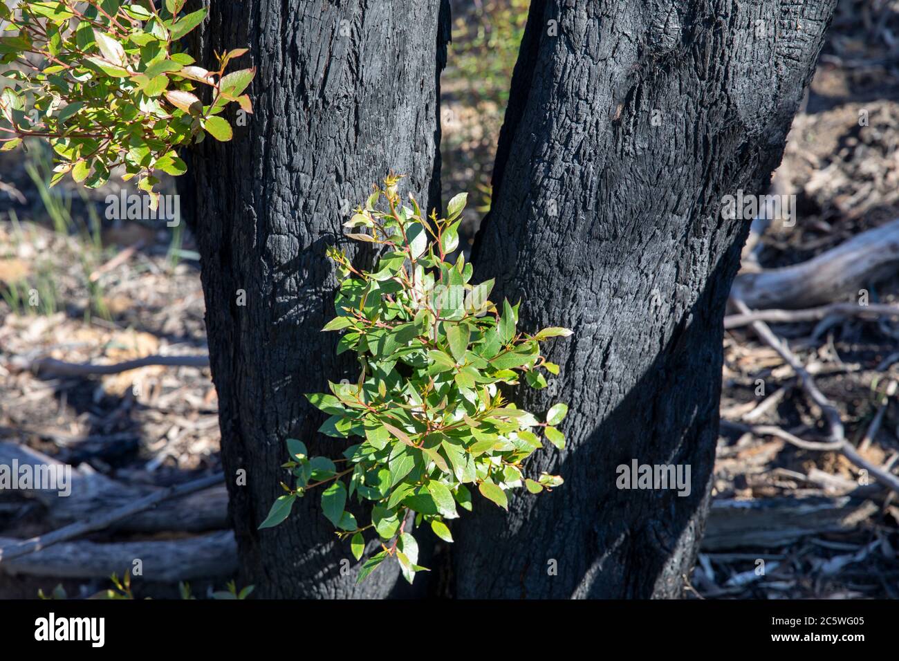 Montañas azules en Nueva Gales del Sur, las plantas comienzan a recuperarse de los 2020 incendios de arbustos que dañaron el paisaje, Nueva Gales del Sur, Australia Foto de stock
