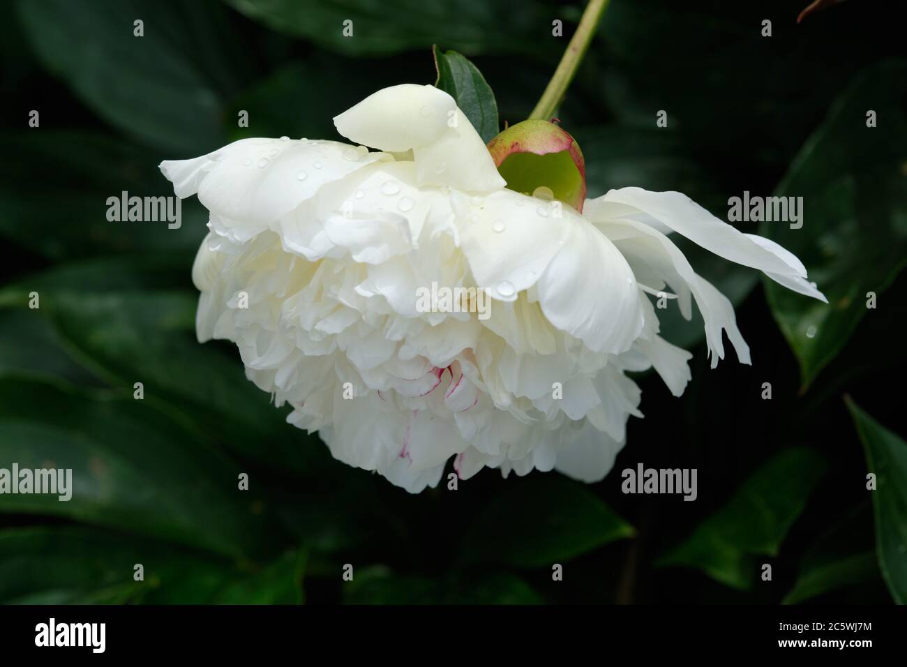 Flores de jardin grande fotografías e imágenes de alta resolución - Alamy