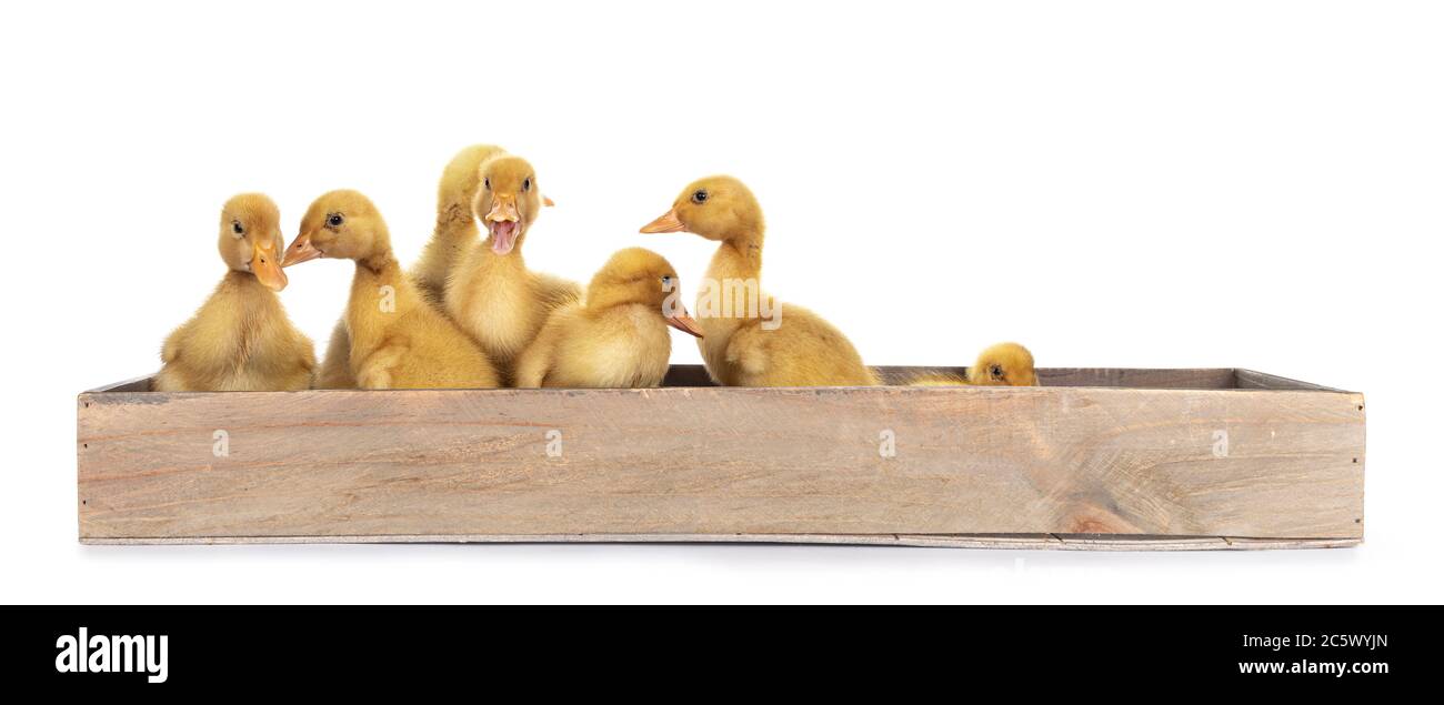 Grupo de pollitos de Pato de Paco de diez días de edad, de pie / poniendo en caja de madera. Aislado sobre fondo blanco. Foto de stock