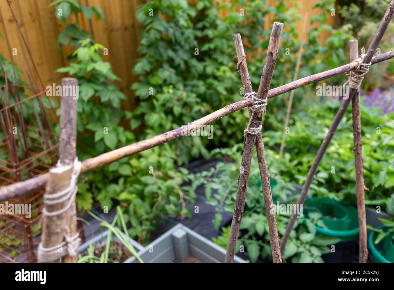 Palos o postes atados juntos para apoyar las plantas en un jardín  Fotografía de stock - Alamy