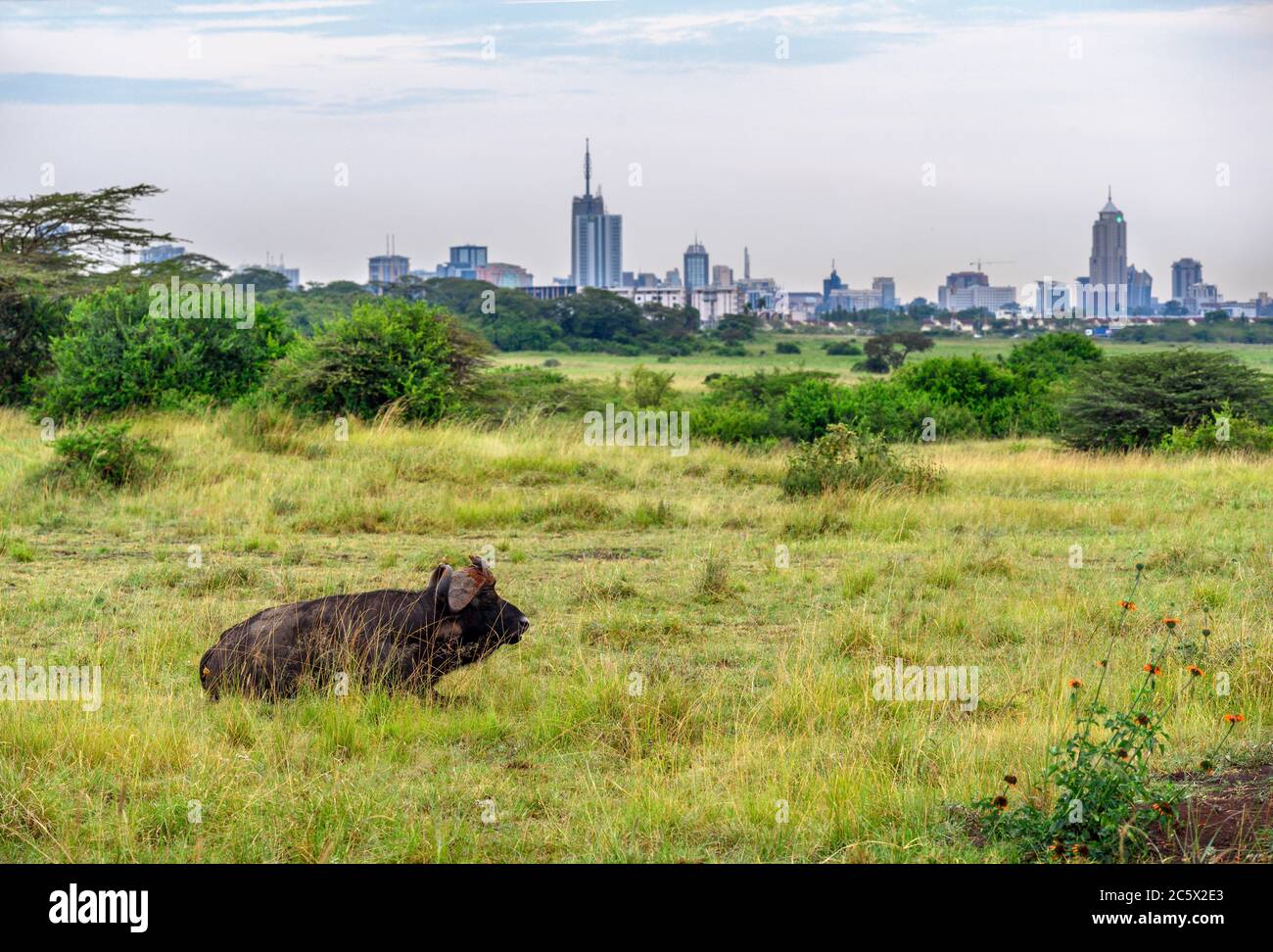 Búfalo africano o búfalo de Cabo (Syncerus caffer) con el horizonte de la ciudad detrás, Parque Nacional de Nairobi, Kenia, África Oriental Foto de stock