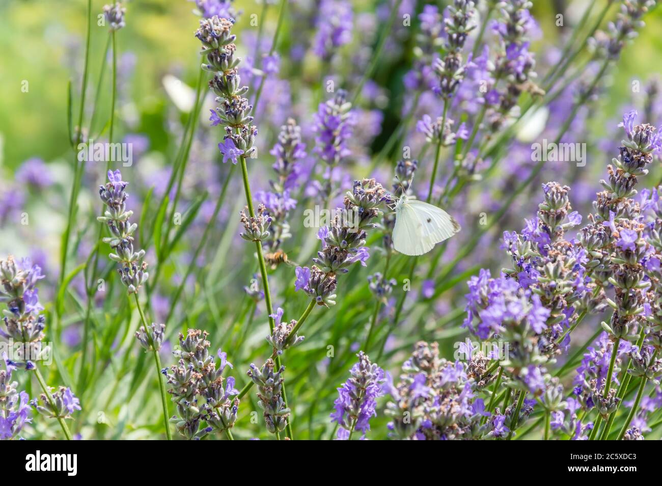 Mariposa de col blanca chupar néctar de flor de lavanda púrpura en verano. Hierba verde borrosa en el fondo Foto de stock