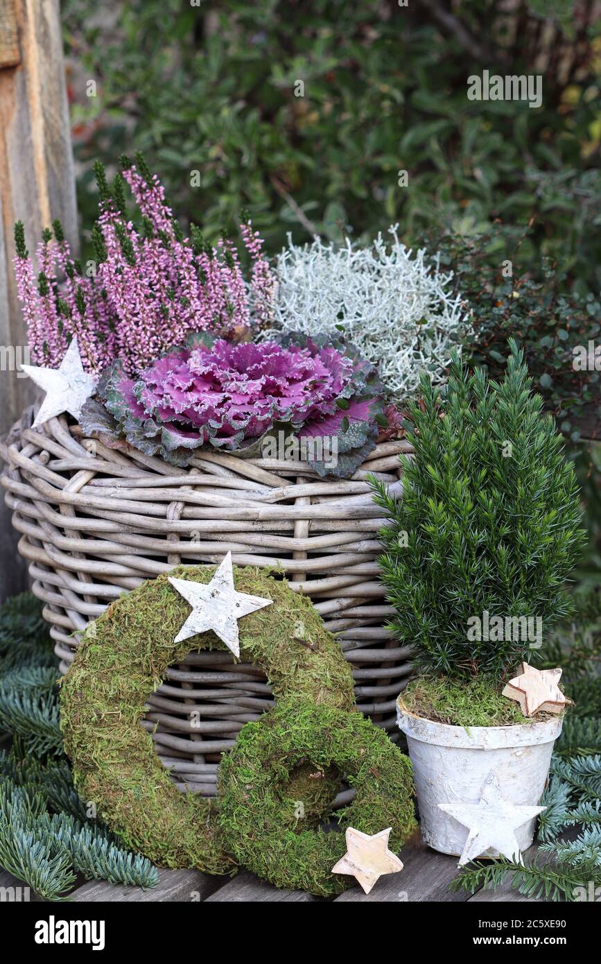 decoración de jardín de invierno con plantas en cesta Foto de stock