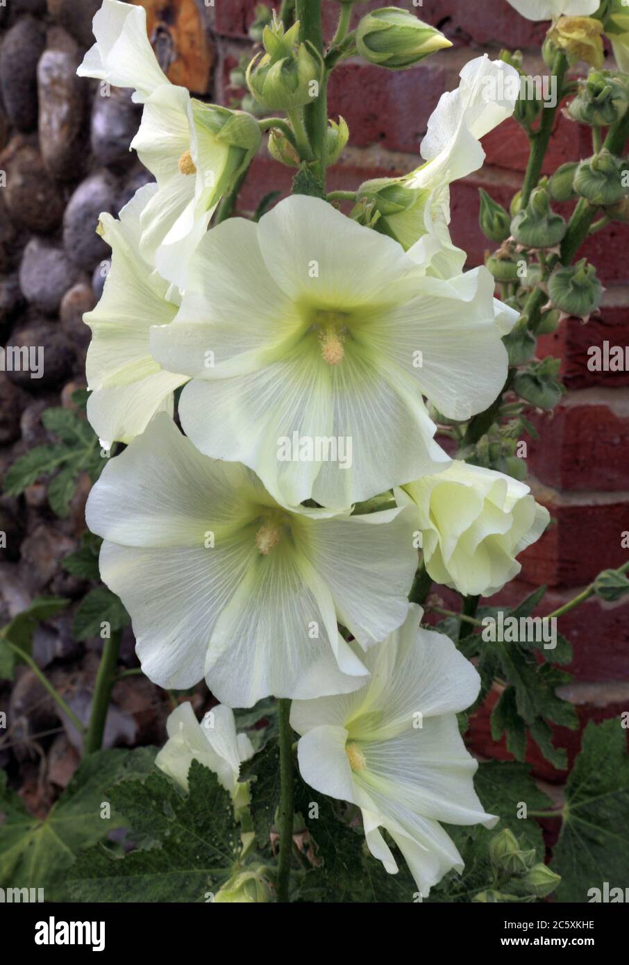 Alcea rosea, Hollyhock, hollyhocks, crema pálida, blanco, centro verde, flor Foto de stock