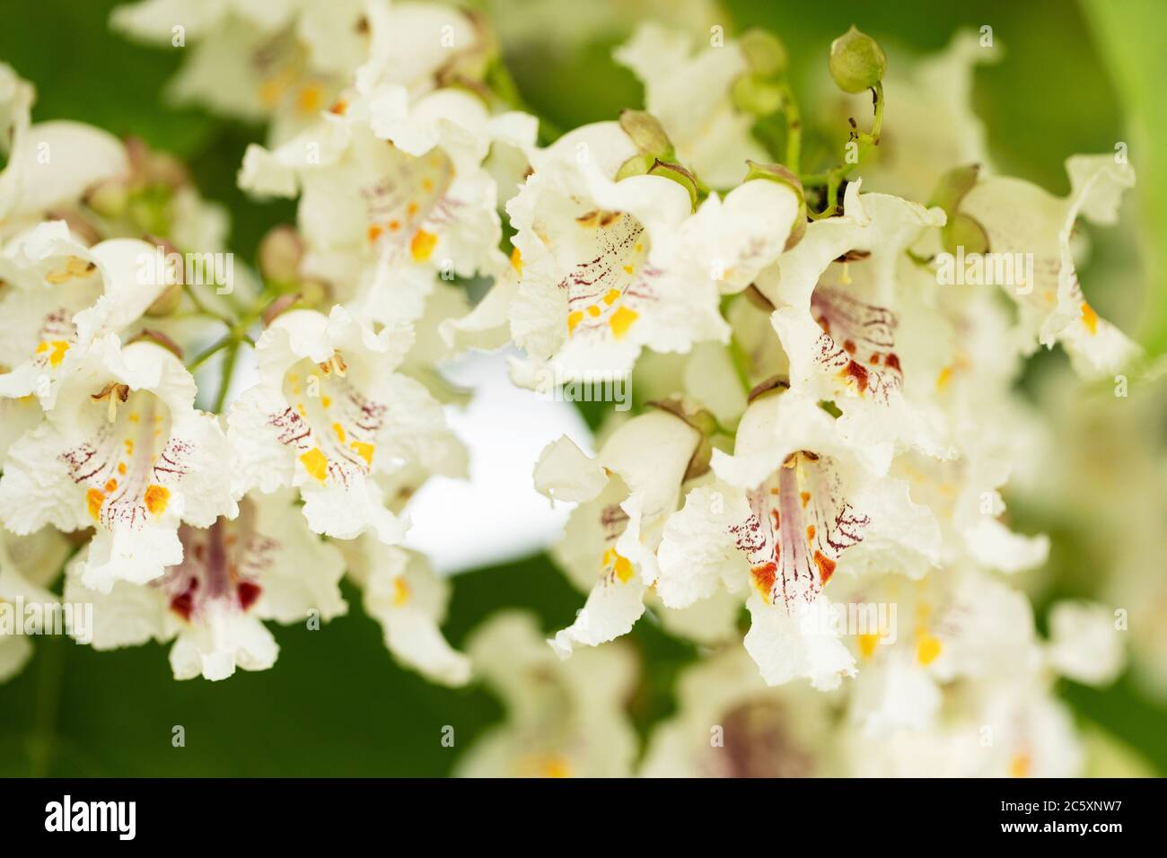 Flores en un árbol de Catalpa bignonioides, también conocido como catpa meridional, cigarre, y árbol de frijol indio, nativo del sureste de los Estados Unidos. Foto de stock