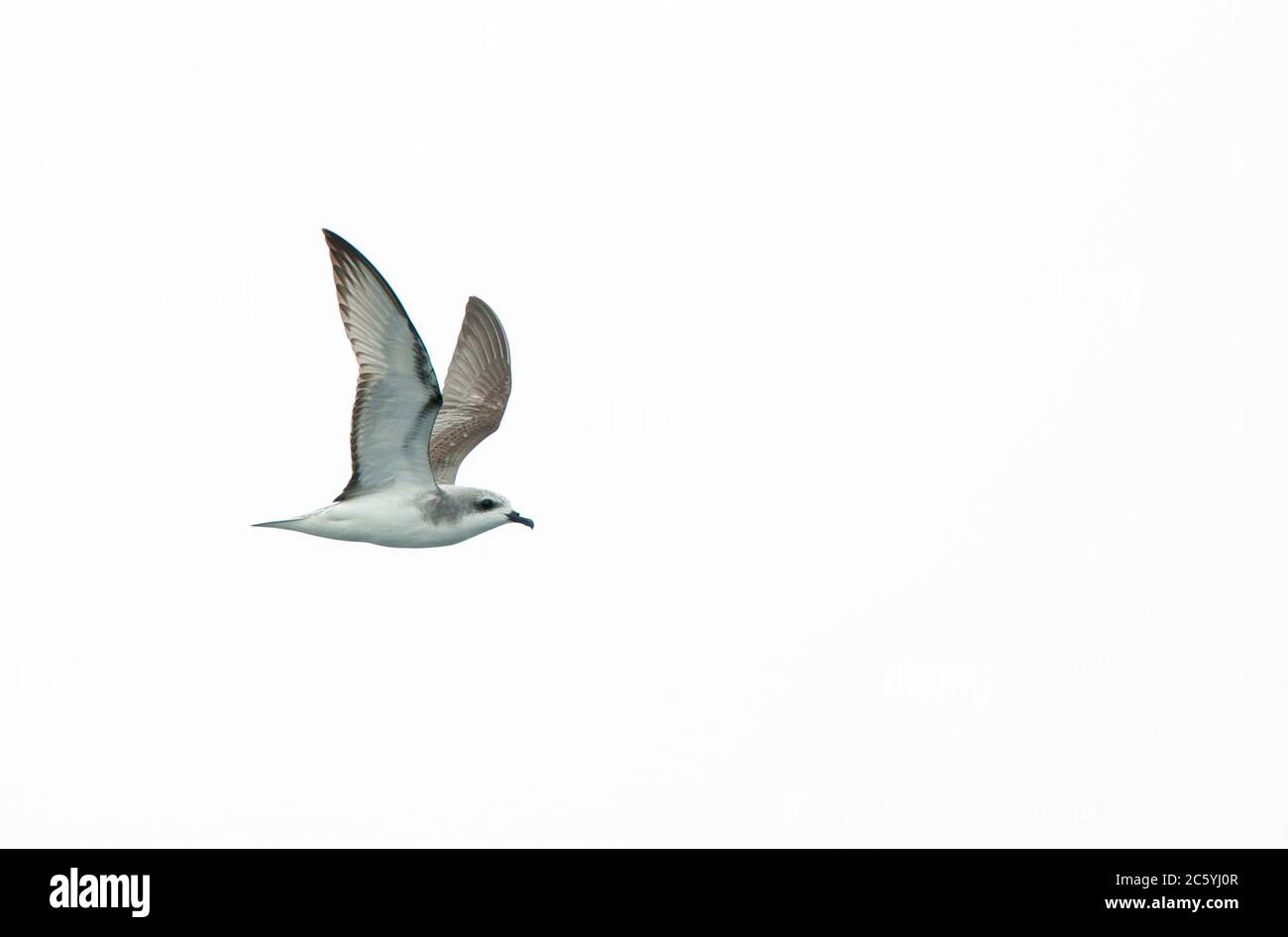 Petrel de Cook (Pterodroma cookii) volando sobre el océano Pacífico frente a Lima, Perú. Visto desde el lado, mostrando bajo el patrón de ala. Foto de stock