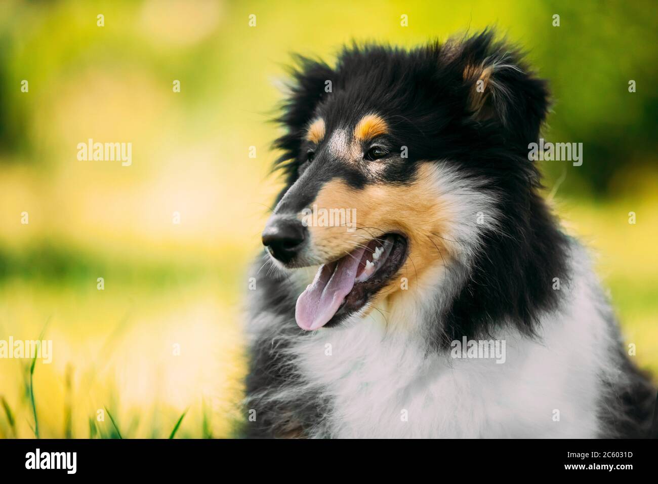 Cachorro de pastor inglés fotografías e imágenes de alta resolución - Alamy