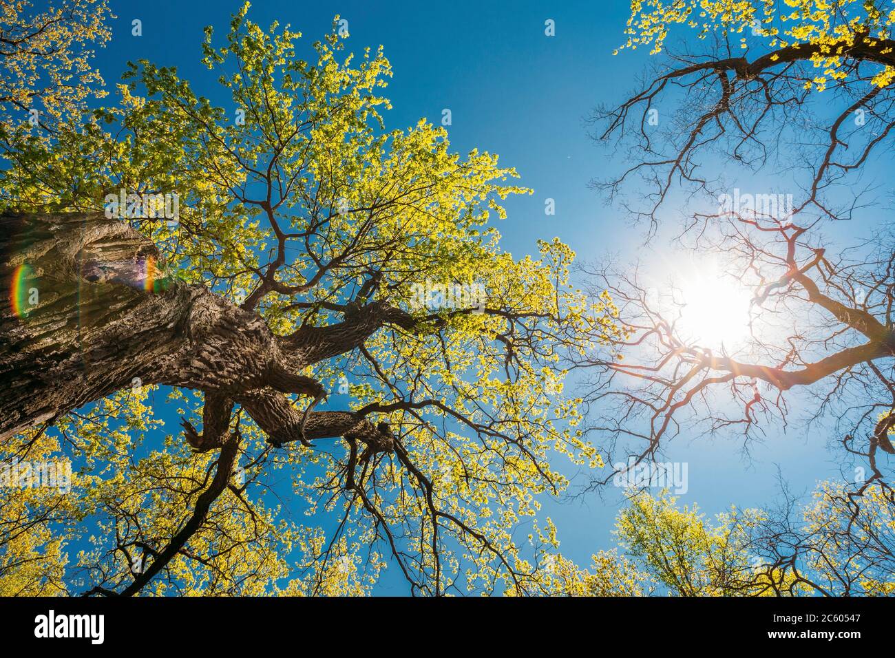 Sol de primavera brillante a través de árboles altos. Árbol con follaje  pequeño y árbol con ramas secas sin hojas. Luz del sol en el bosque de hoja  caduca Fotografía de stock -