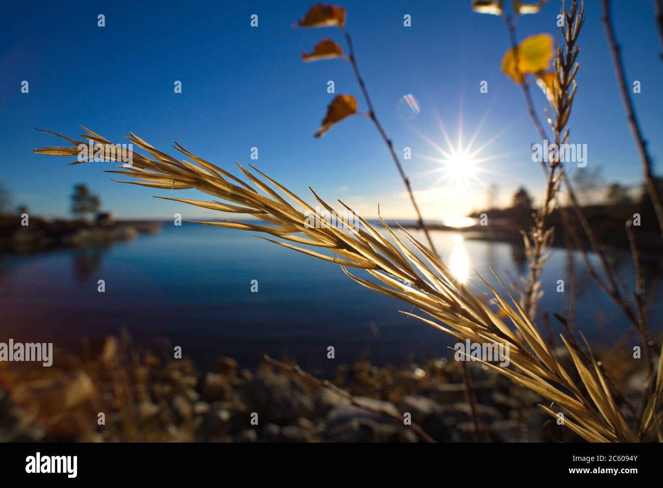 Primer plano de una cabeza de semilla de pasto dorado frente a una bahía cristalina del océano en un día brillante en otoño. Foto de stock