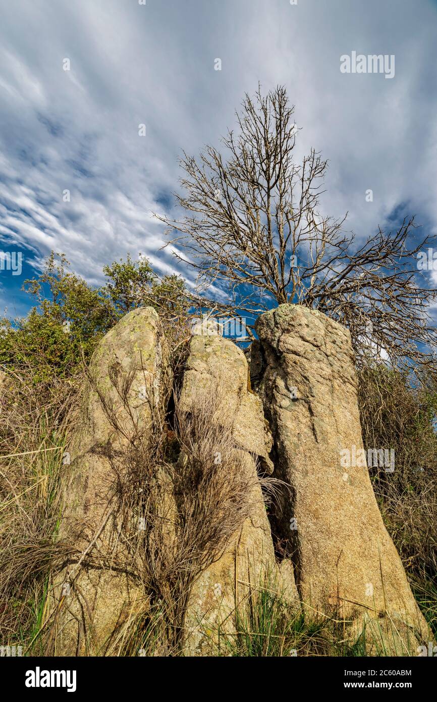 Encinas secas detrás de la roca en la colina de Mingamorena. Toledo. España. Europa. Foto de stock