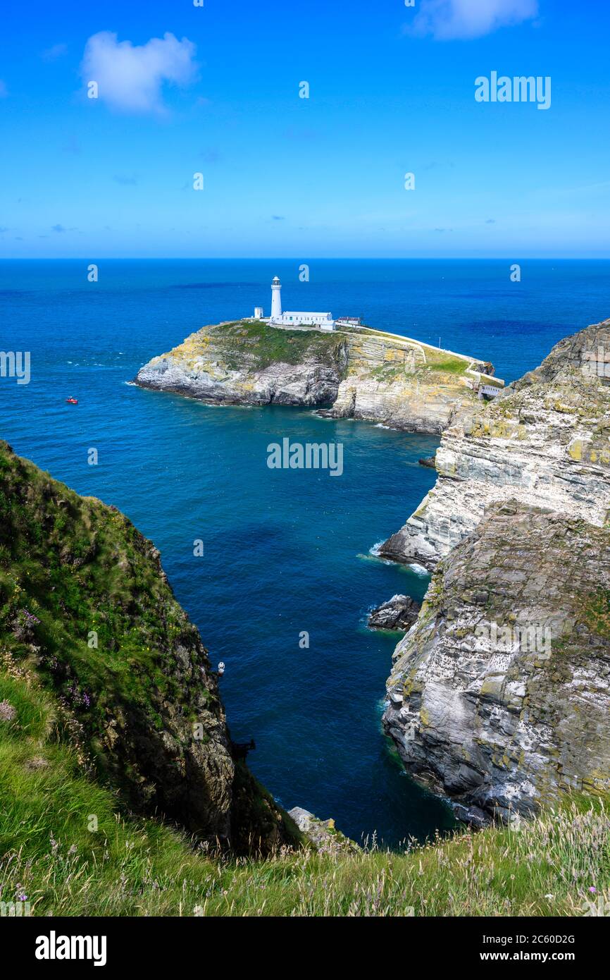 South Stack Lighthouse (1809) está en una pequeña isla de Holy Island, Anglesey, Gales, Reino Unido. Los acantilados forman parte de la reserva de la RSPB de South Stack. Foto de stock