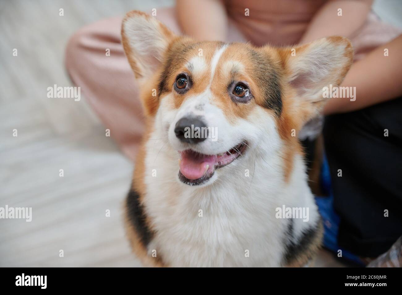 Un perro corgi sonriendo y mirando la cámara Foto de stock