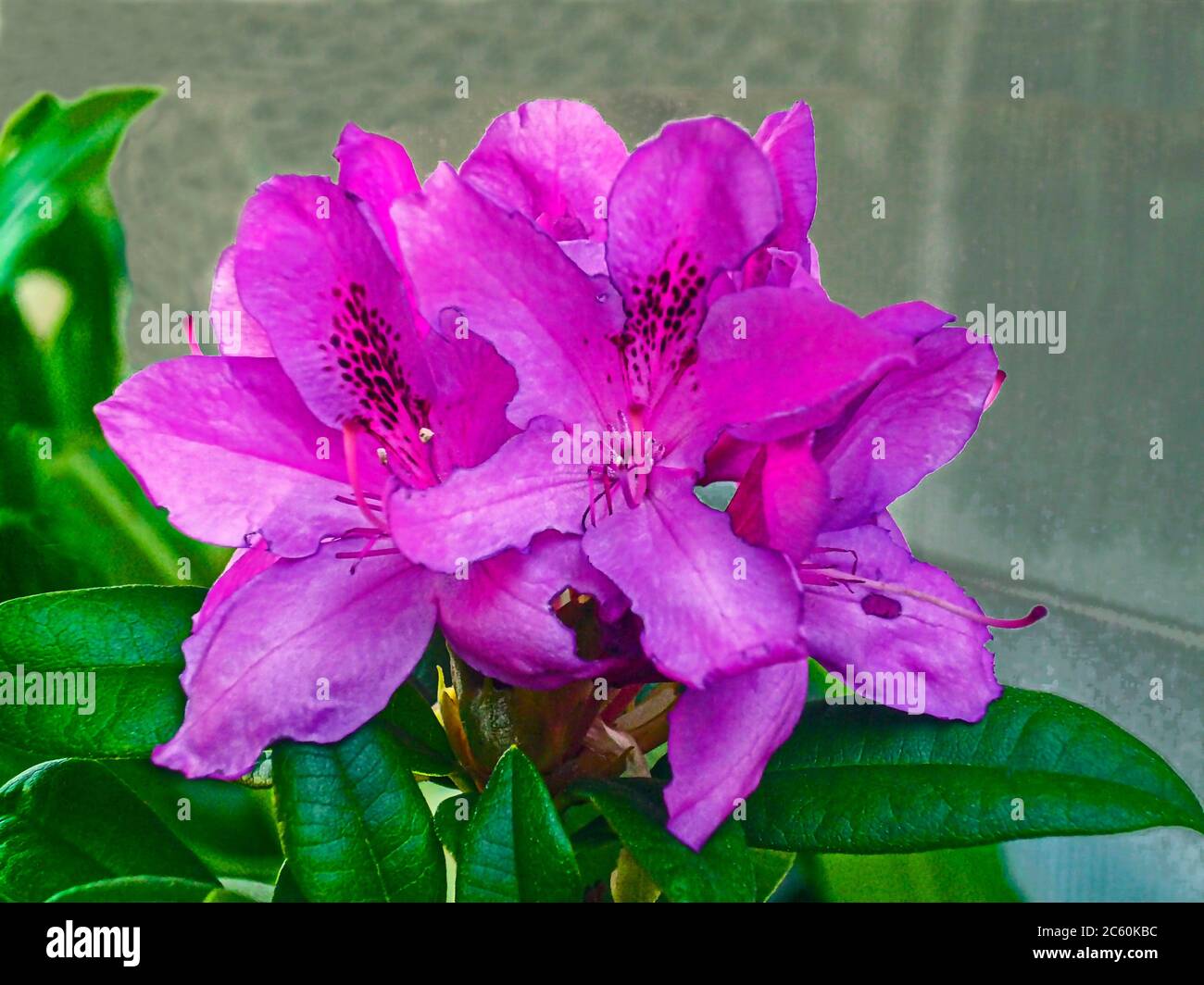 Flor de rododendros (Ericaceae). Foto de stock