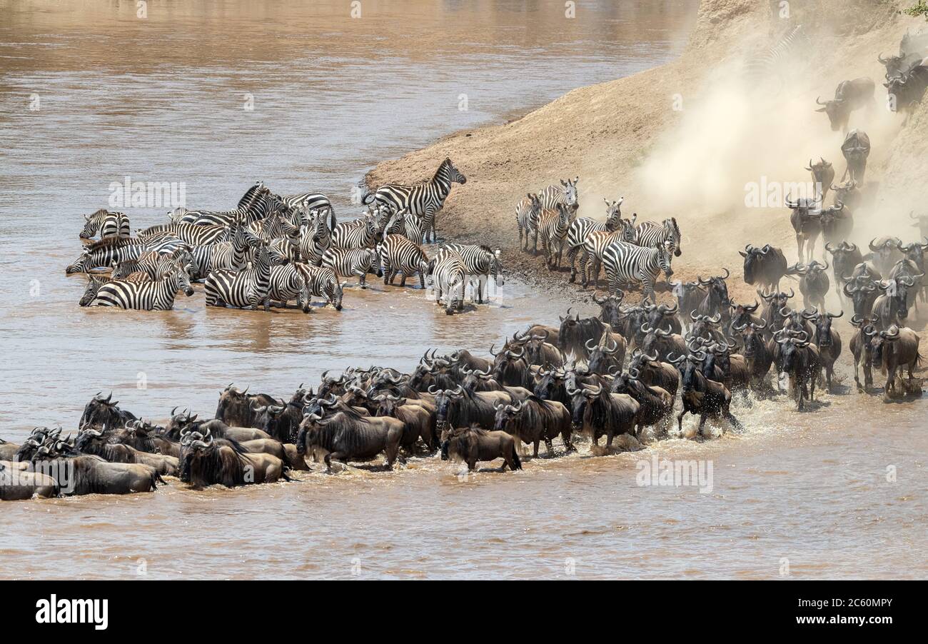 El más salvaje y cebra cruzan el río Mara durante la gran migración anual en el Masai Mara, Kenia Foto de stock