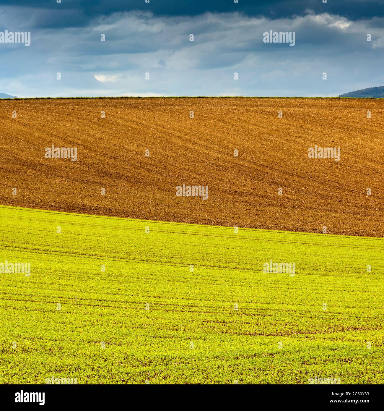 Campo de alfalfa, Auvernia Ródano Alpes, Francia Foto de stock