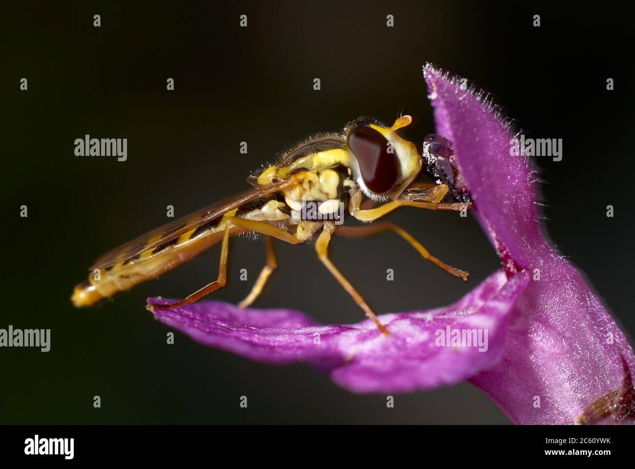 Abeja polinizando pequeña flor púrpura, Vista Macro Foto de stock
