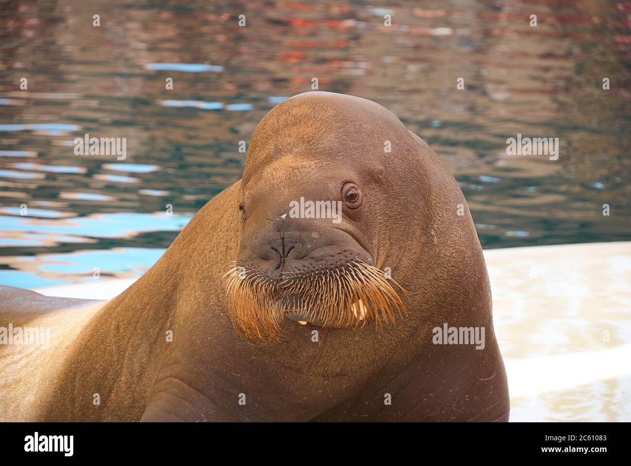 Gran Walrus. Guapo moreno grande posando sobre fondo de agua desenfocado Foto de stock