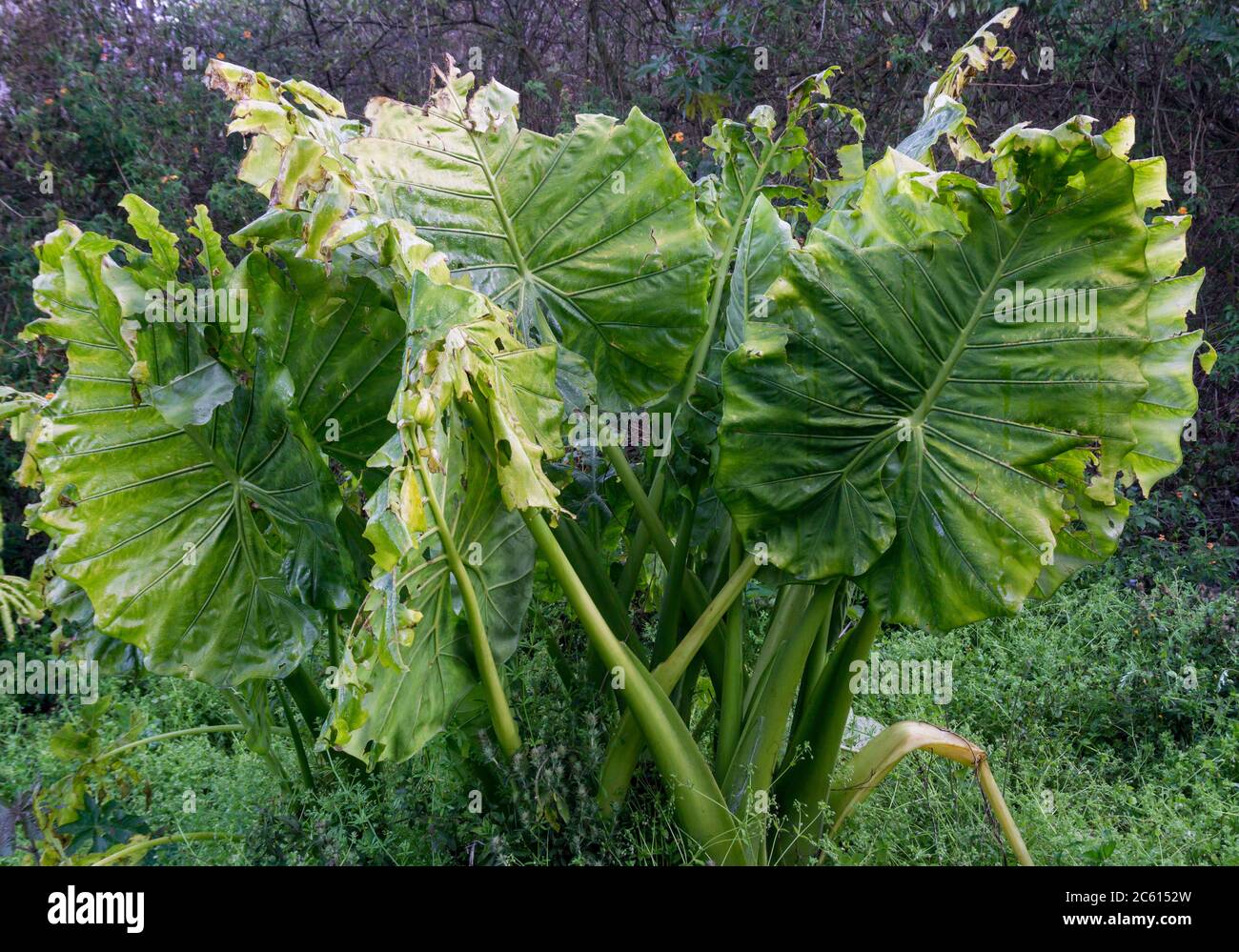 Locasia macrorrizos es una especie de planta con flores perteneciente a la familia Araceae que es nativa de los bosques tropicales de la isla del sudeste asiático, Nueva Guin Foto de stock