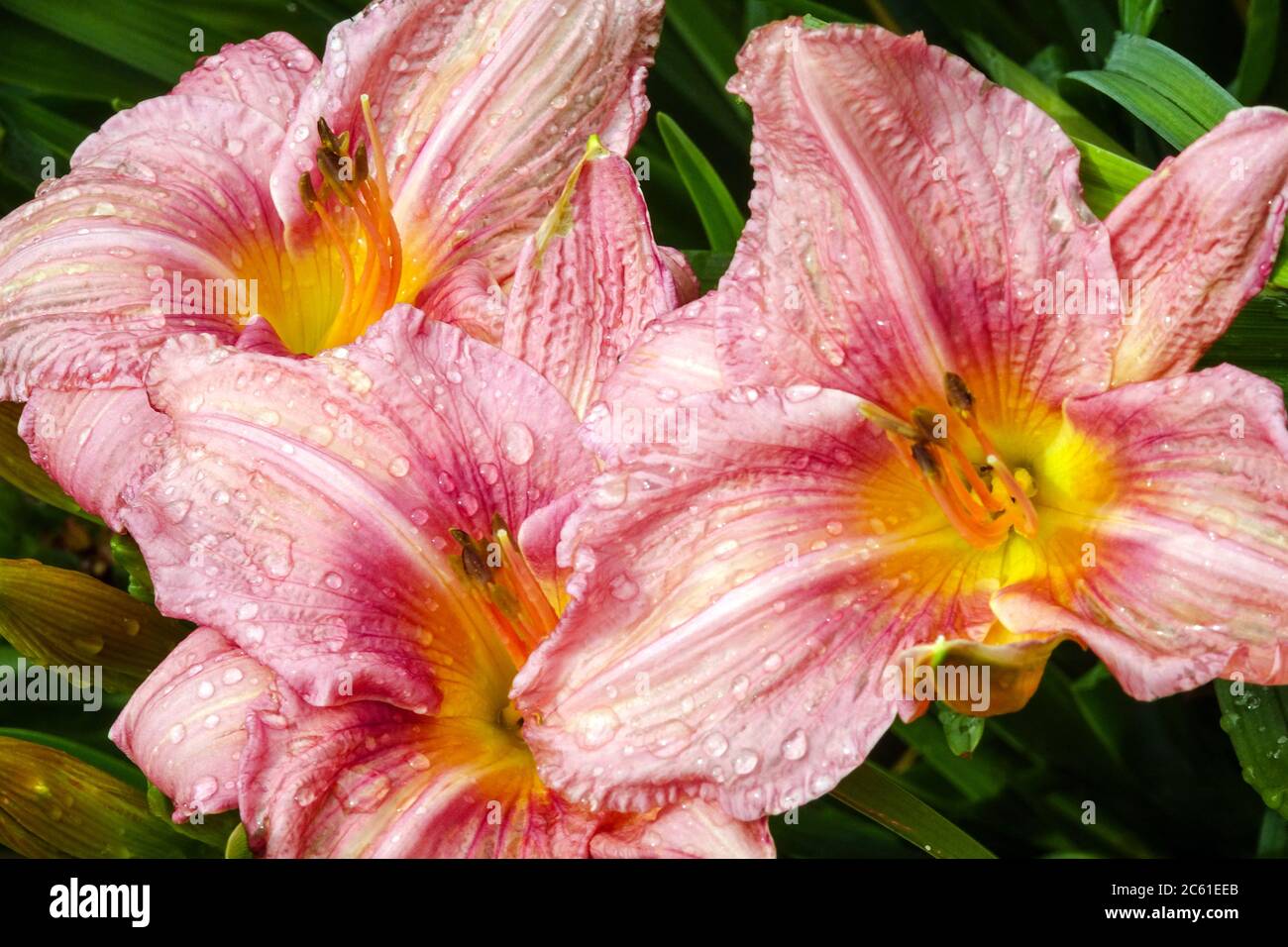 Daylily Hemerocallis 'Dream Book' Flores de día Foto de stock