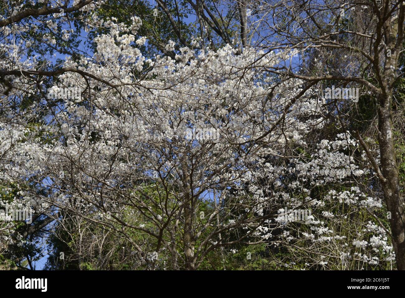 IPES bosque, árboles con pétalos y flores blancas, con enfoque selectivo en  zoom foto, Brasil, Sudamérica, con cielo azul en el fondo Fotografía de  stock - Alamy
