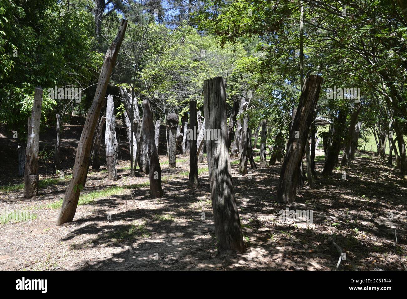 Bosque de troncos o trunca, en granja de ecoturismo, en el interior de Brasil, mostrando troncos de árboles y vegetación, Brasil, Sudamérica Foto de stock