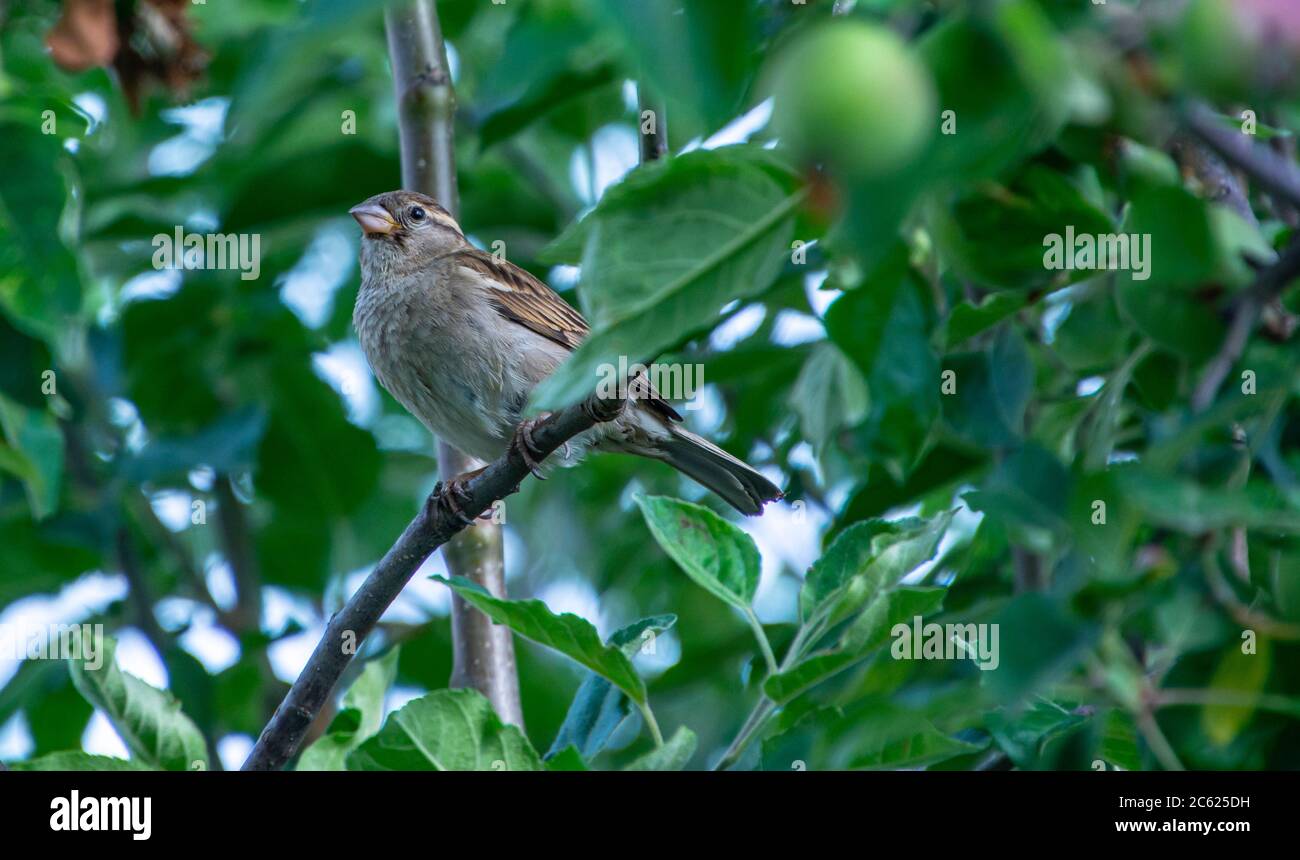 Sparrow sentado en una rama. El gorrión de la casa. Perching de aves gorriones domésticas Foto de stock