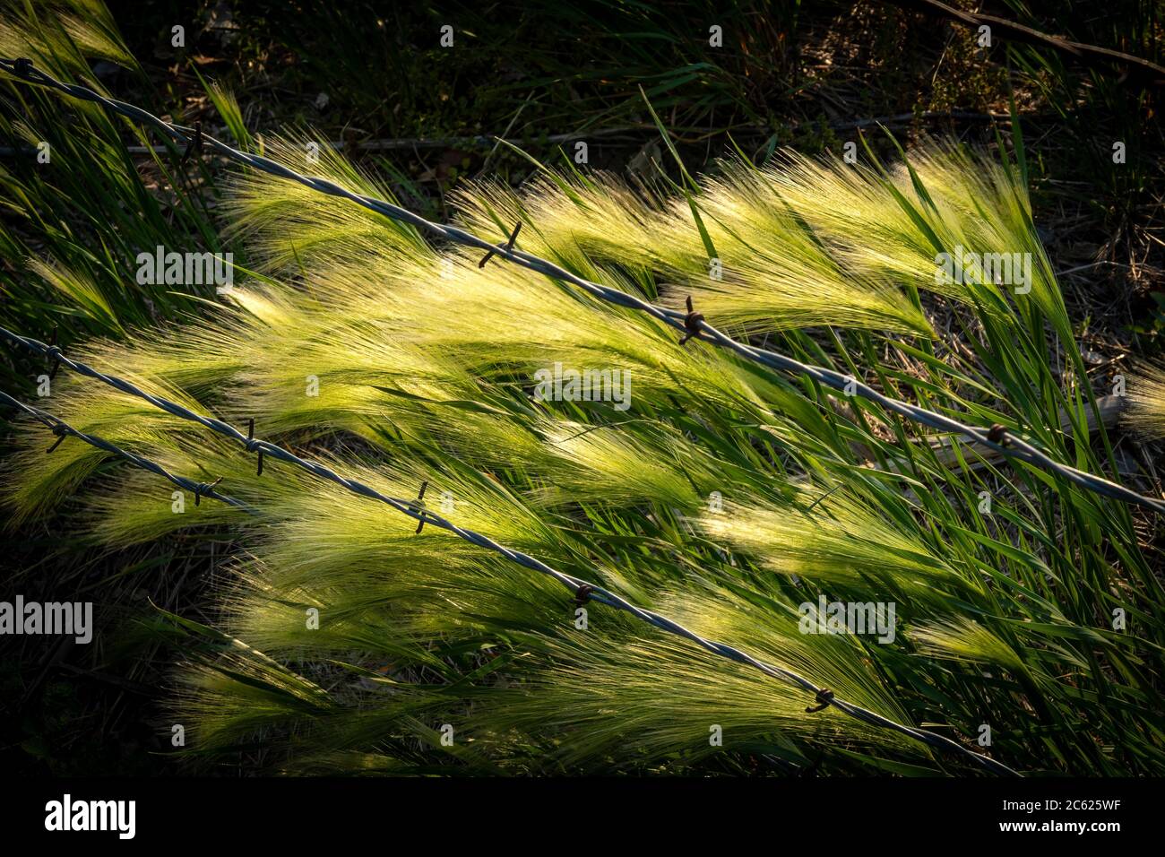 Hierba alta en el borde de la granja soplando en el viento con alambre de púas. Foto de stock