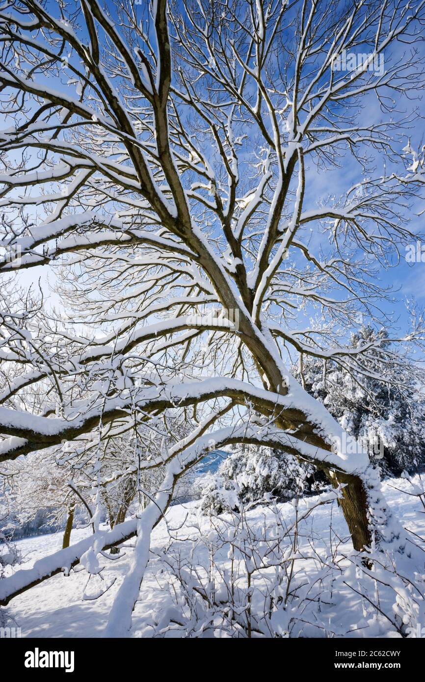 Nieve en el árbol, Newlands Corner, Surrey, Reino Unido Foto de stock