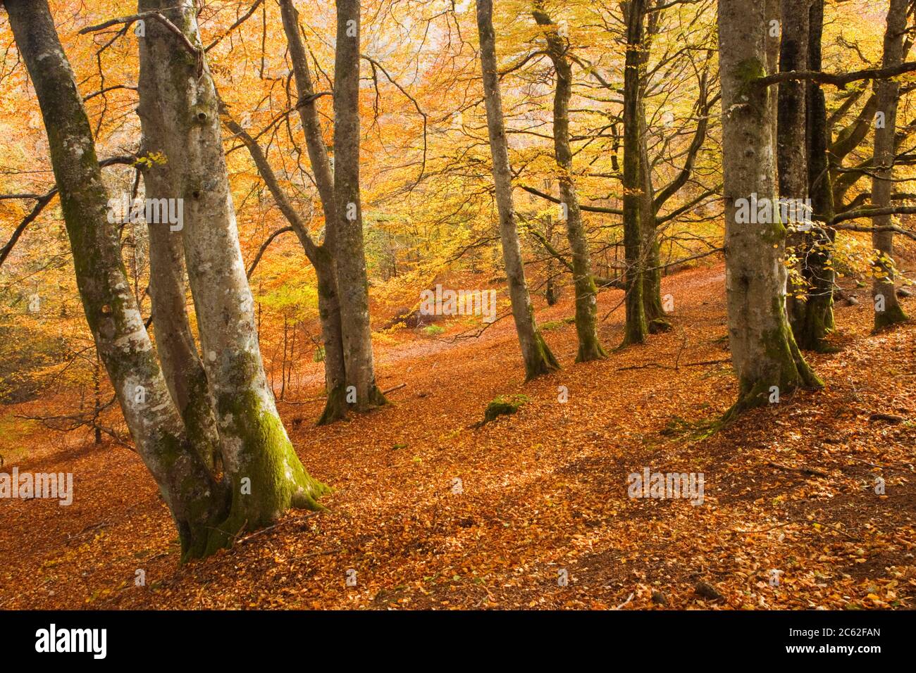 Madera de haya en otoño. Birks de Aberfeldy, Perth y Kinross, Escocia, Reino Unido Foto de stock