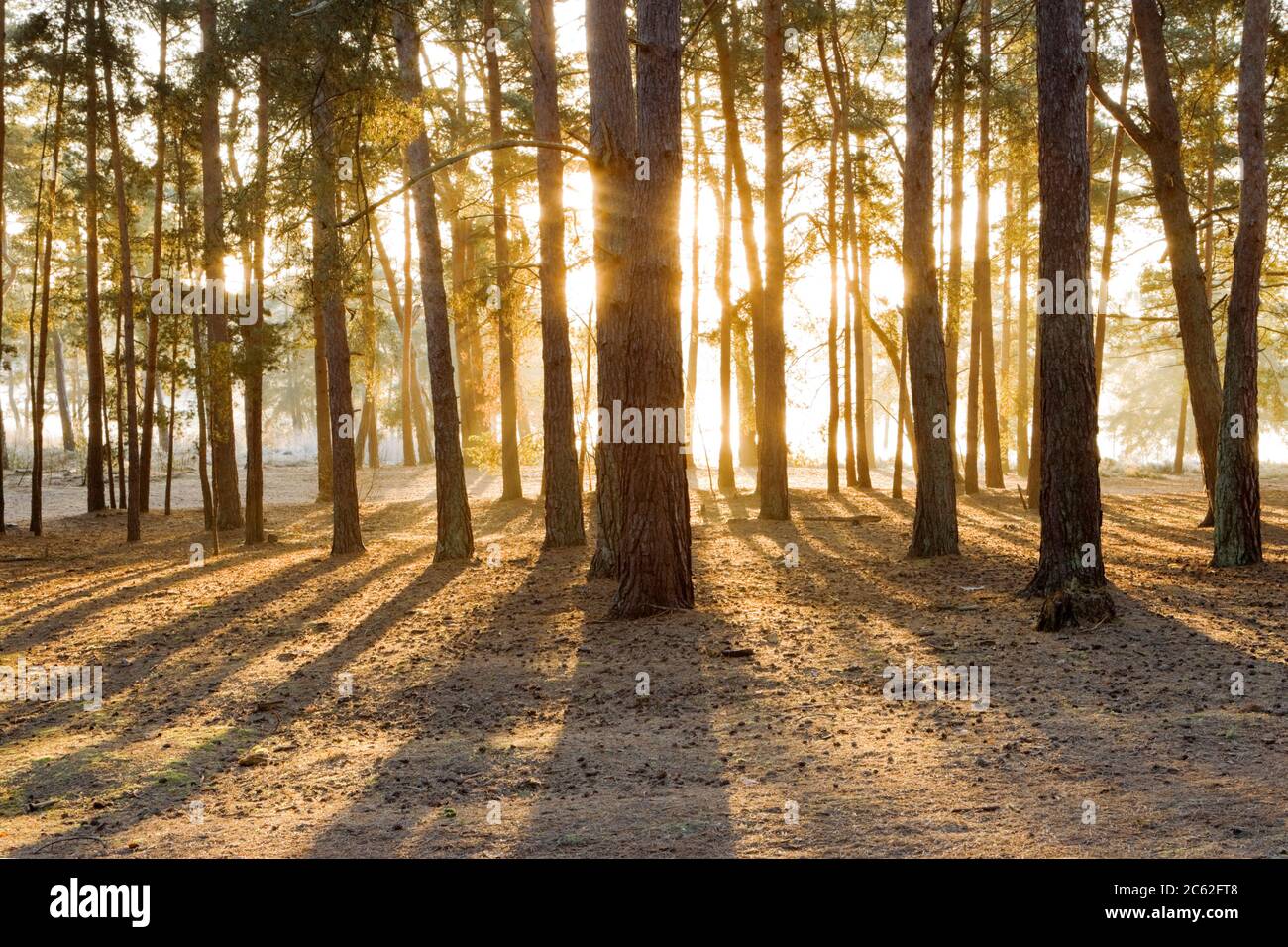Luz matutina que brilla a través de bosques de pinos, Frensham Pond, Surrey, Reino Unido Foto de stock