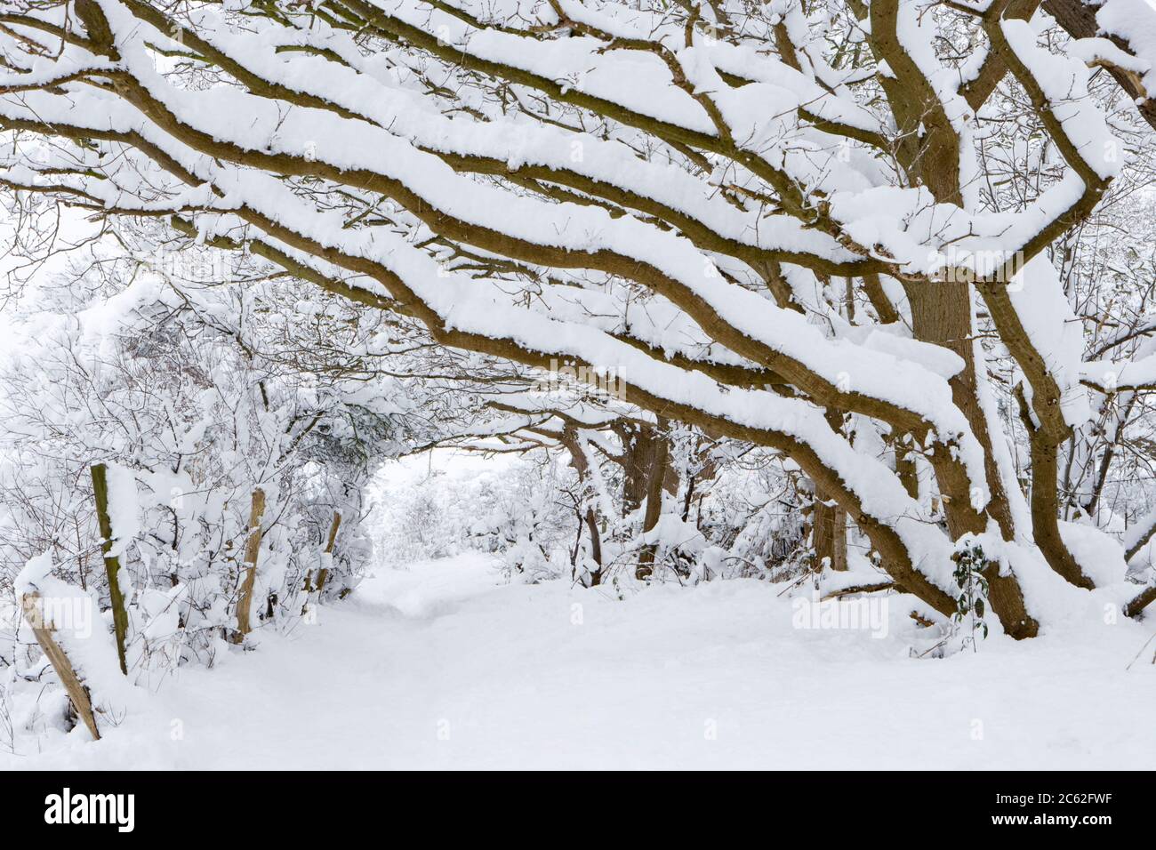 Camino bajo árboles cargados de nieve, Surrey, Reino Unido Foto de stock