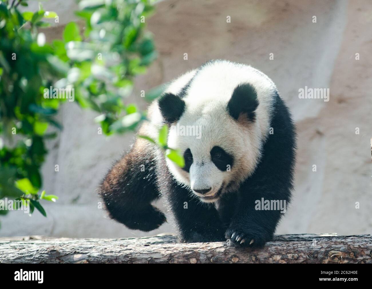 Oso panda joven durante el día en verano Foto de stock