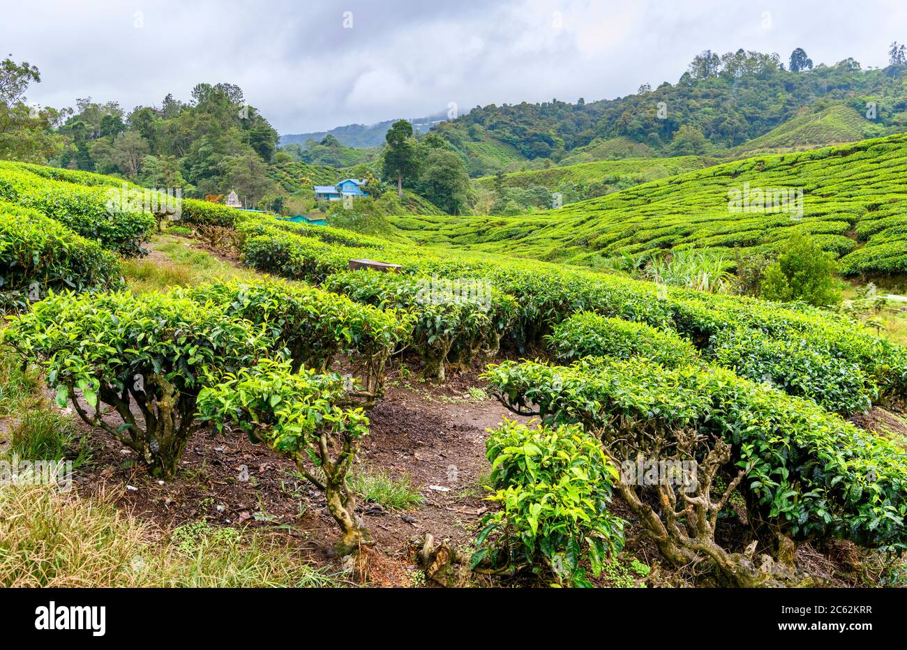 Plantación de té cerca de Brinchang, tierras altas de Cameron, Malasia Foto de stock