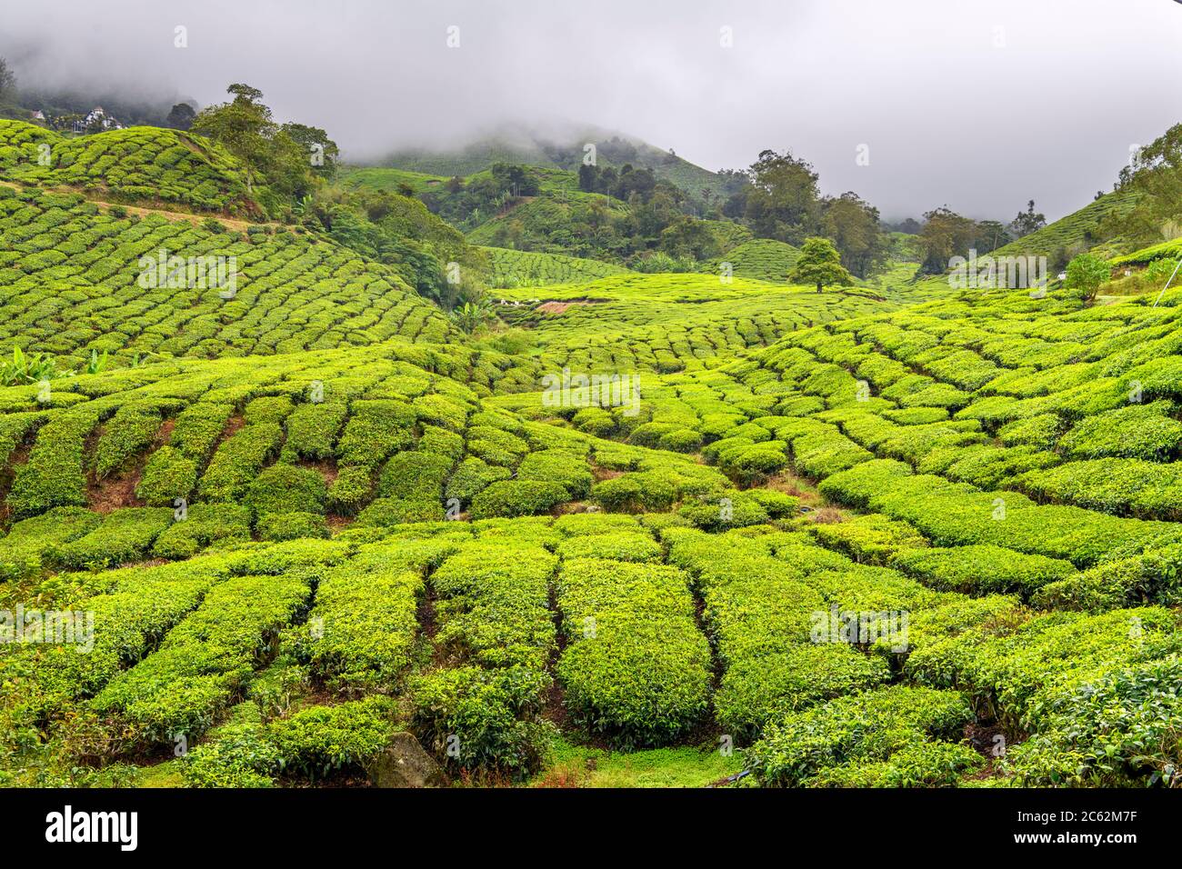Plantación de té cerca de Brinchang, tierras altas de Cameron, Malasia Foto de stock