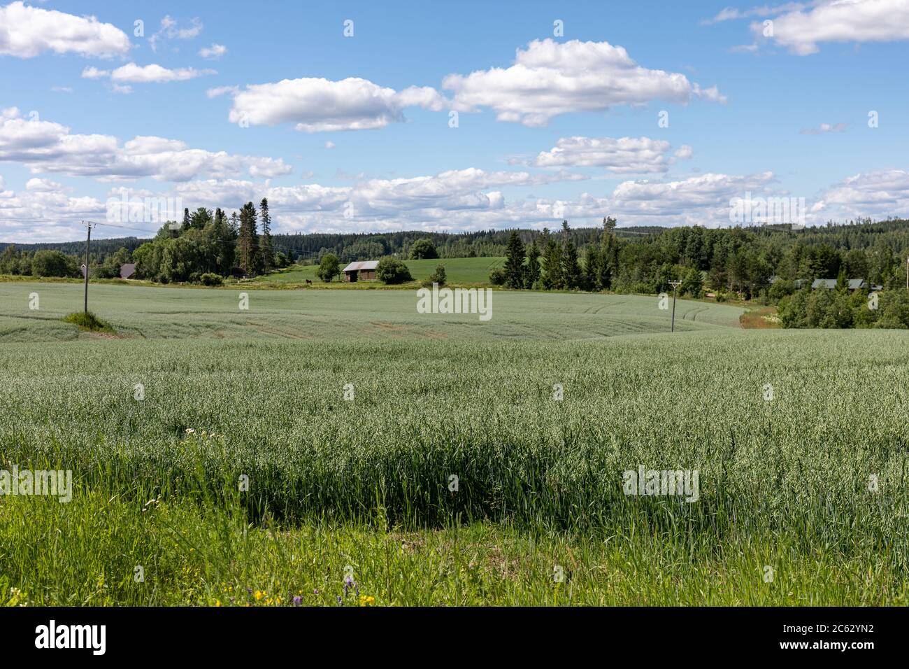 Vista al campo finlandés con campo verde de avena (Avena sativa) en Orivesi, Finlandia Foto de stock