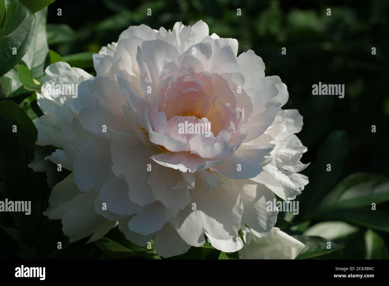 Paeonia Reine Deluxe. Doble flor de peonía rosa. Paeonia lactiflora (peonía China o peonía común de jardín). Foto de stock