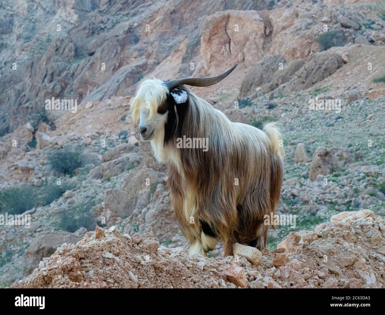 Cabra en las laderas de la montaña de Wadi Fins, Sultanato de Omán.; Foto de stock