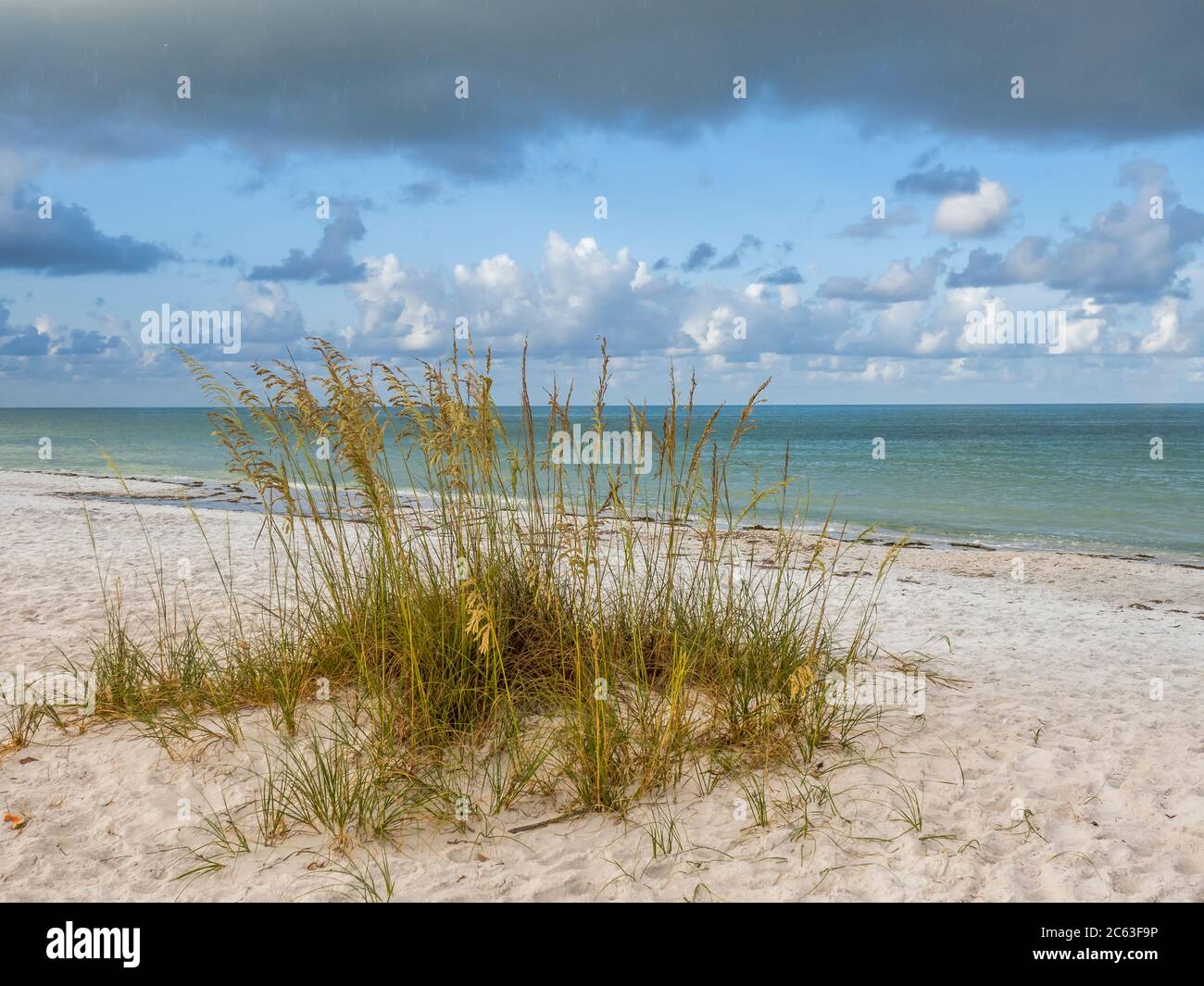 Sueros Oats en la playa en el Golfo de México Lido Beach en Lido Key en Sarasota Florida en los Estados Unidos Foto de stock