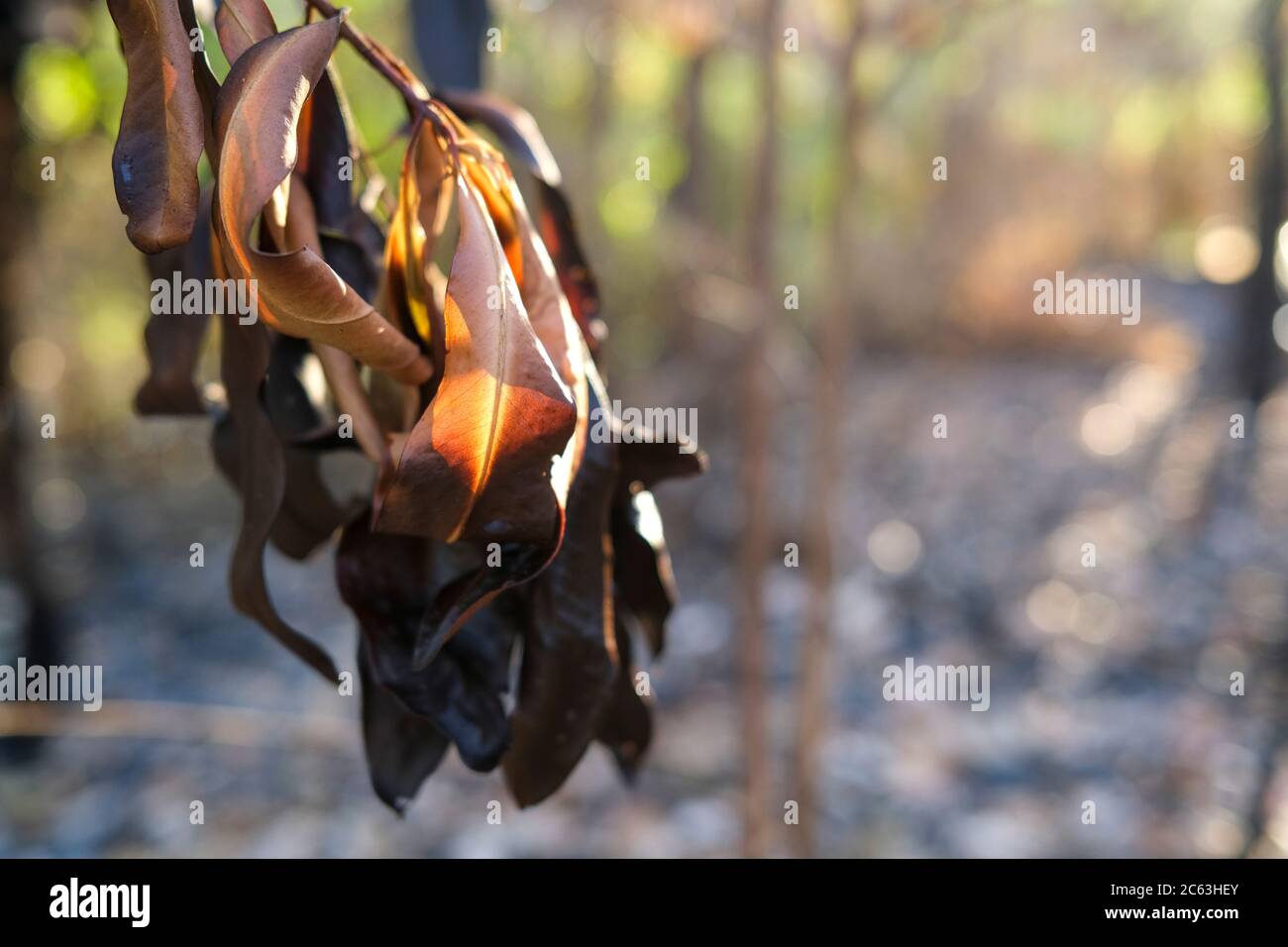 Arbusto australiano tras un incendio en el Territorio del Norte de Australia Foto de stock