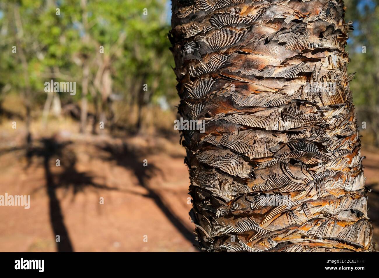 Cierre de un tronco de palmera después de un incendio en el Territorio del Norte de Australia Foto de stock