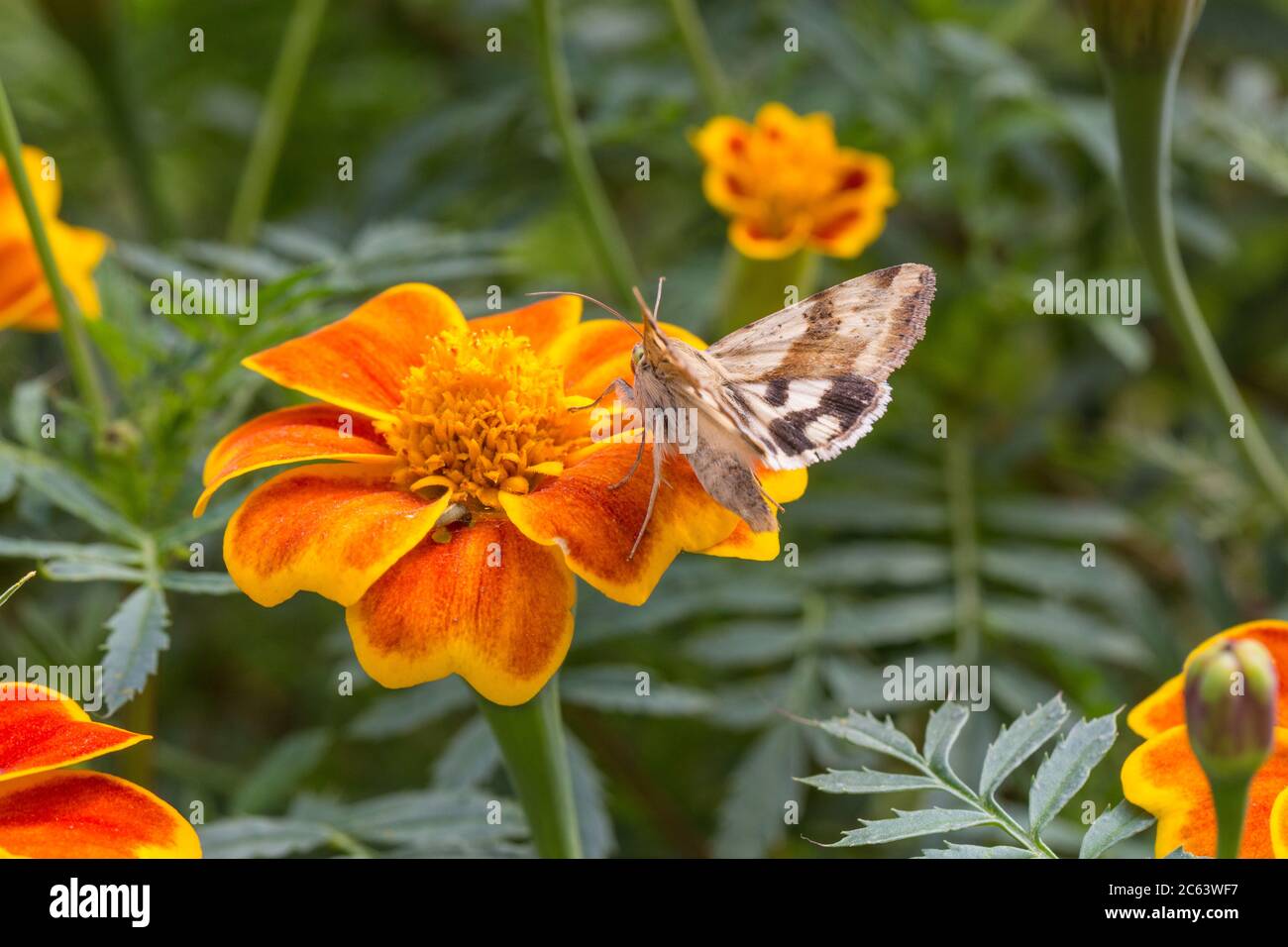 Marigold y mariposa Foto de stock