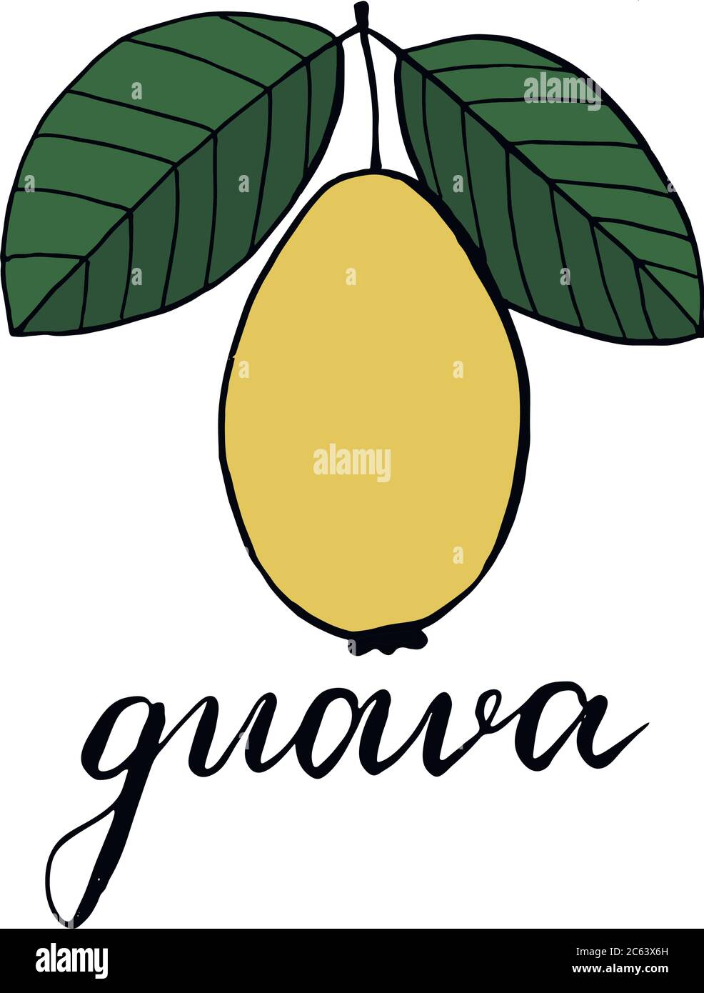Guayaba con dos hojas verdes. Ilustración vectorial, dibujo de guajava y la  inscripción debajo de ella Imagen Vector de stock - Alamy