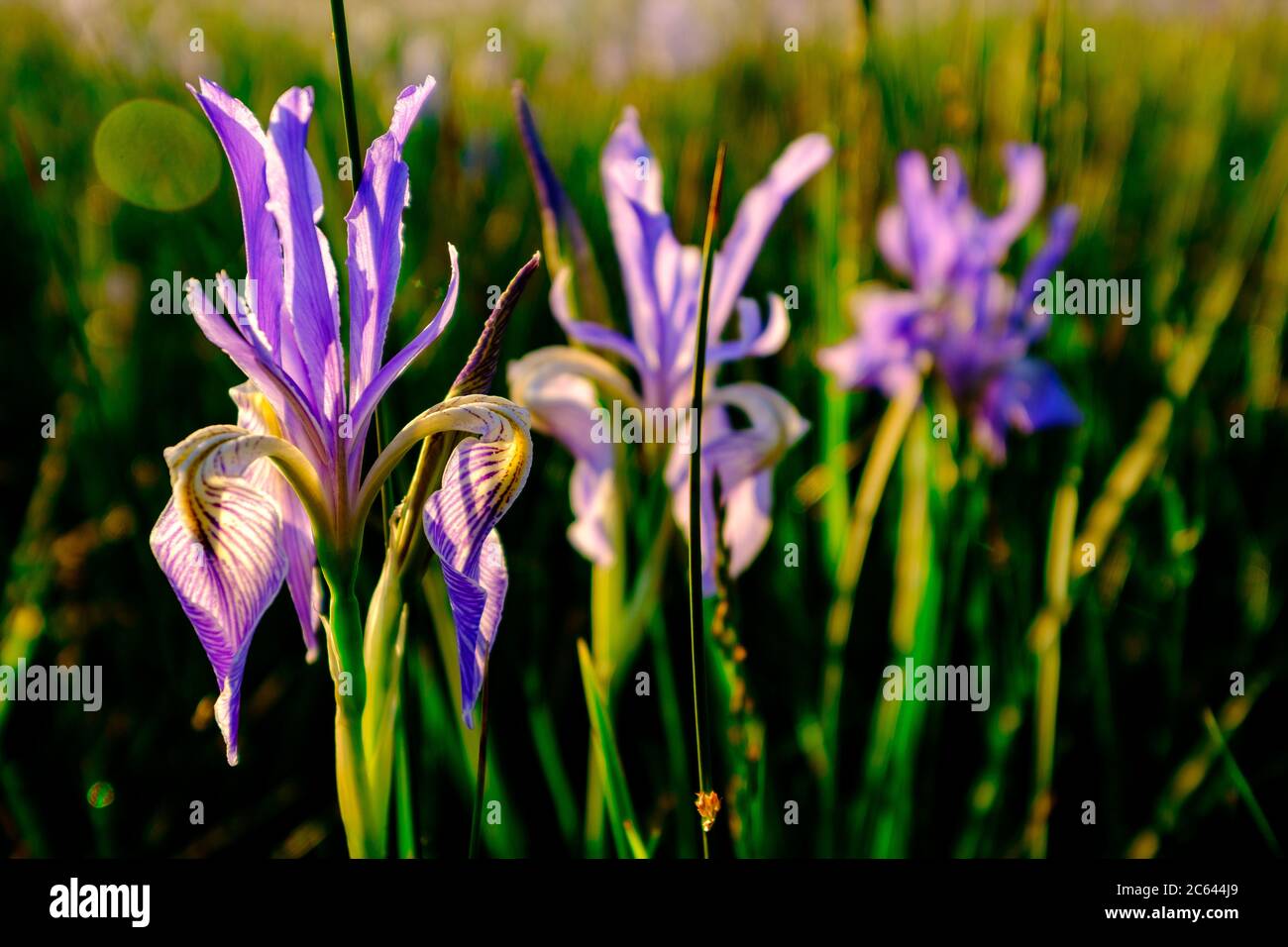 Flores de iris salvajes del valle de owens fotografías e imágenes de alta  resolución - Alamy