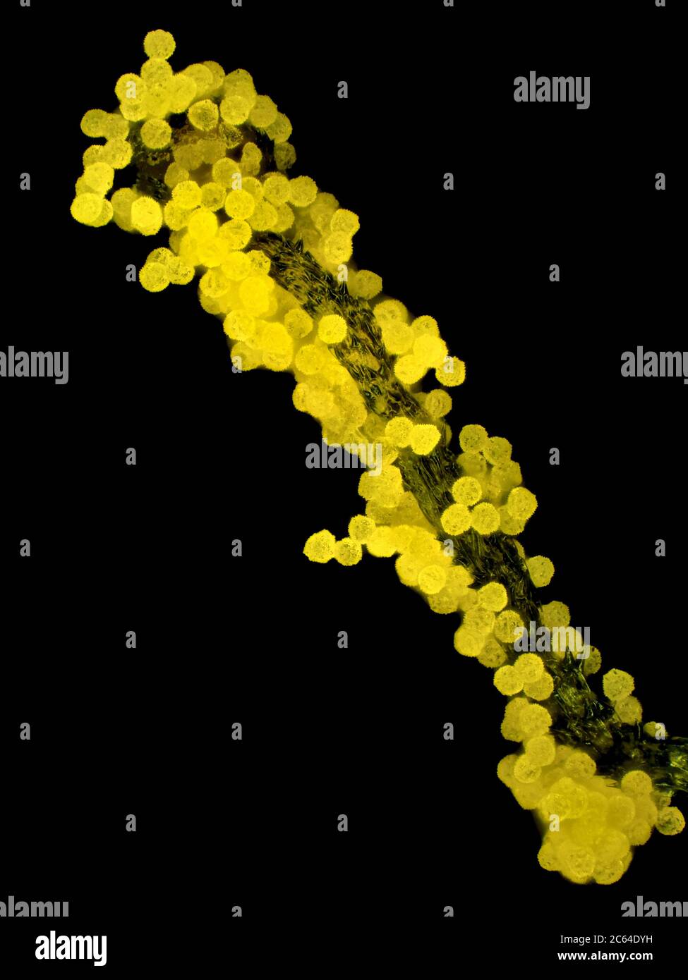 Lapsana communis estamina con polen bajo el microscopio, el campo de visión vertical es de aproximadamente 1,1mm Foto de stock