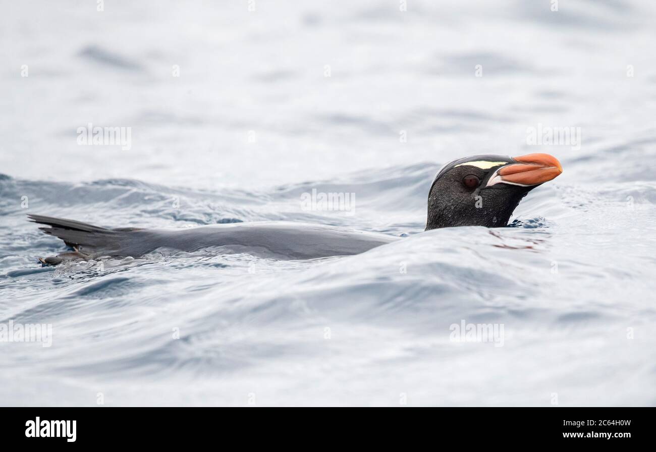 Snares Penguin (Eudyptes robustus) nadando en el mar o of the Snares, un grupo de islas subantárticas al sur de Nueva Zelanda Foto de stock