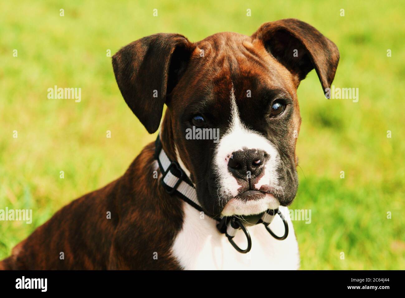 Tiro De Cabeza De Perro Boxer Fotos E Imagenes De Stock Alamy