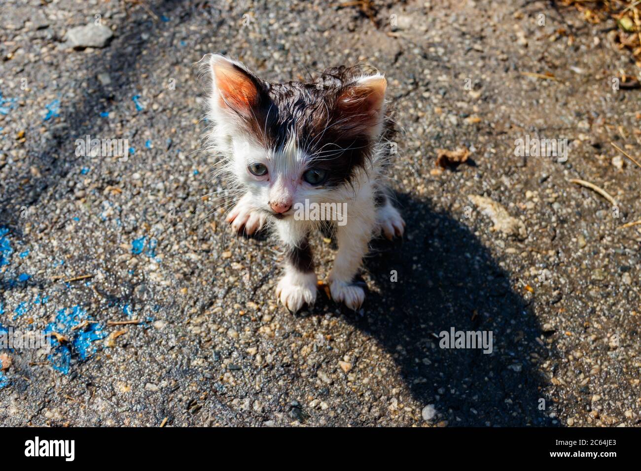 Húmedo gato triste en una calle después de una lluvia. Concepto de  protección de los animales sin hogar Fotografía de stock - Alamy